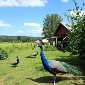 oásis rural na zona oeste
